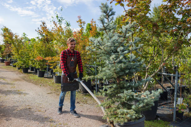 Best Affordable Tree Service  in Cerro Gordo, IL